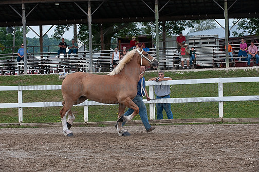 ACF_2012_SCL3404
