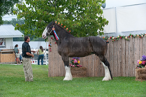 ACF_2012_SCL3479