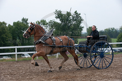 ACF_2012_SCL3860