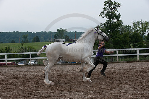 ACF_2012_SCL3378