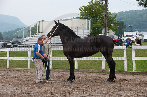 ACF_2012_SCL3175