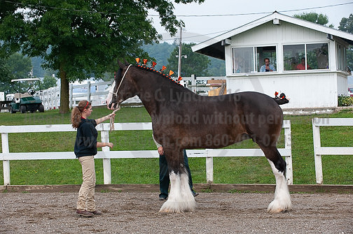 ACF_2012_SCL3085