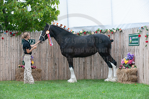 ACF_2012_SCL3475