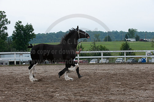 ACF_2012_SCL3380