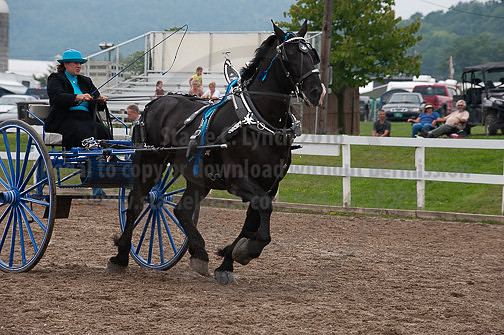 ACF_2012_SCL3629