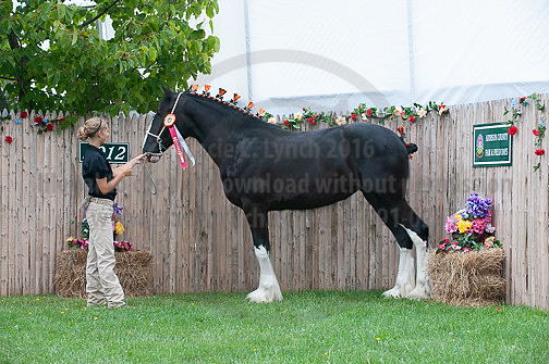 ACF_2012_SCL3476