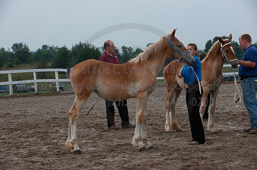 ACF_2012_SCL3248