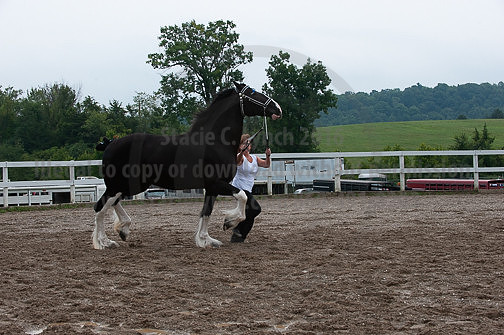 ACF_2012_SCL3379