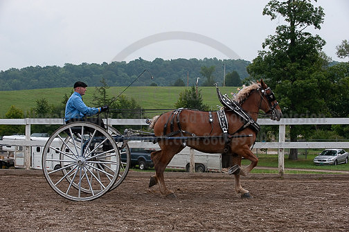 ACF_2012_SCL3851