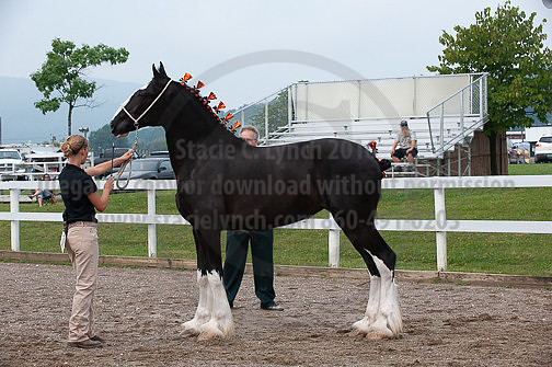 ACF_2012_SCL3156