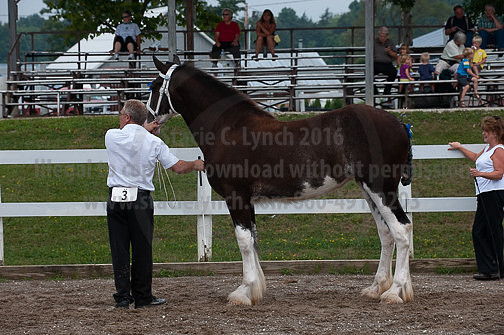 ACF_2012_SCL3228