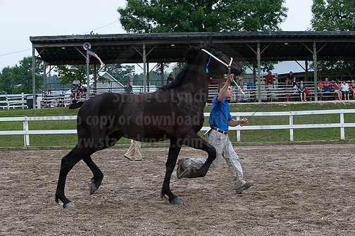 ACF_2012_SCL3295