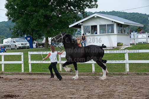 ACF_2012_SCL3387