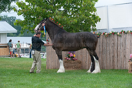 ACF_2012_SCL3478