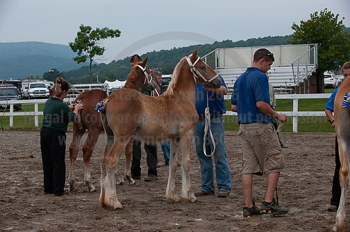 ACF_2012_SCL3246