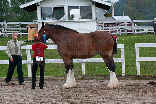 ACF_2012_SCL3453