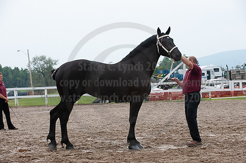 ACF_2012_SCL3375