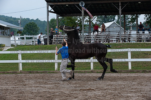 ACF_2012_SCL3192