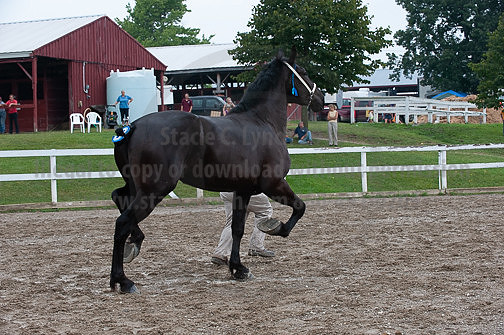 ACF_2012_SCL3294