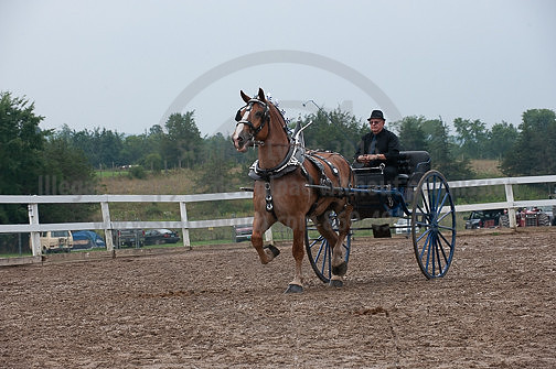 ACF_2012_SCL3856