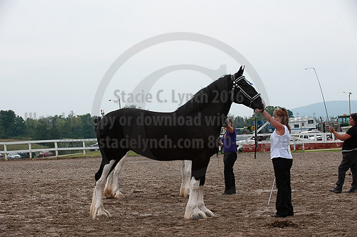 ACF_2012_SCL3398