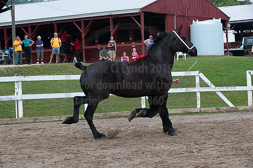 ACF_2012_SCL3370