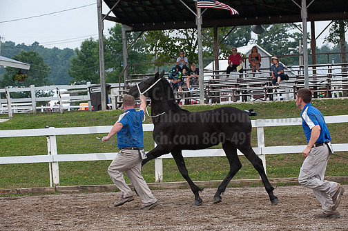 ACF_2012_SCL3263