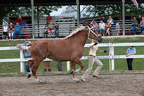ACF_2012_SCL3408