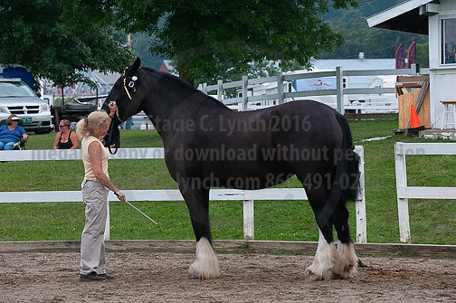 ACF_2012_SCL3447