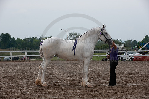 ACF_2012_SCL3389