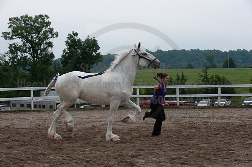 ACF_2012_SCL3377