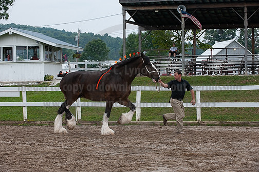 ACF_2012_SCL3333