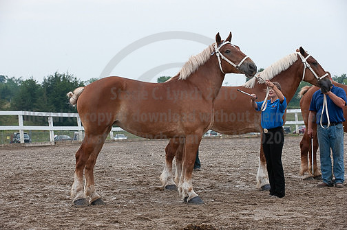 ACF_2012_SCL3319