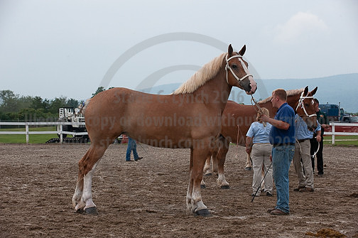 ACF_2012_SCL3412