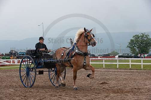 ACF_2012_SCL3845