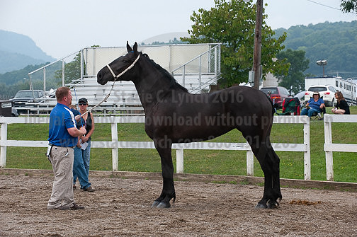 ACF_2012_SCL3178
