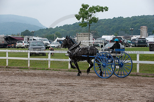 ACF_2012_SCL3553