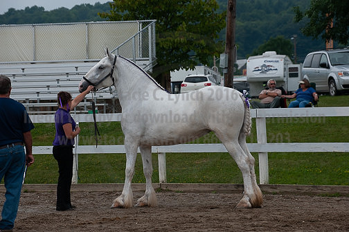 ACF_2012_SCL3384