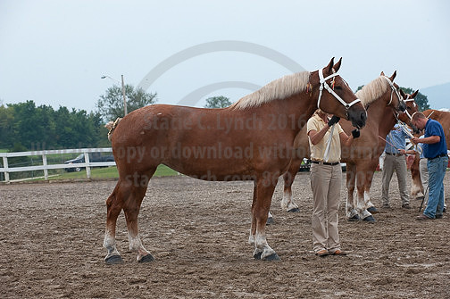 ACF_2012_SCL3419