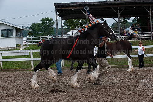 ACF_2012_SCL3231