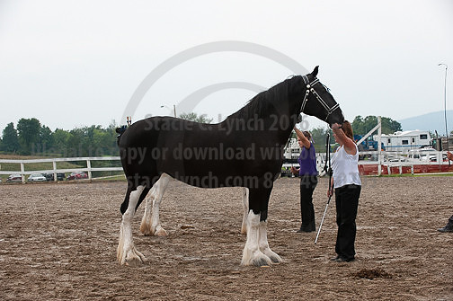 ACF_2012_SCL3395