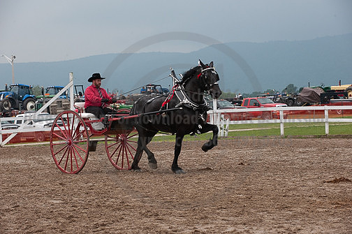 ACF_2012_SCL3884