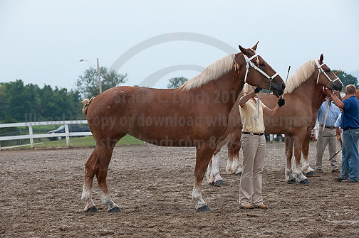 ACF_2012_SCL3417