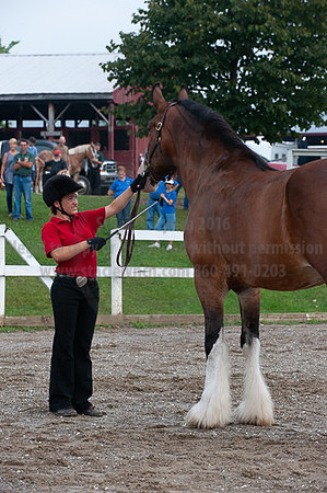 ACF_2012_SCL3104
