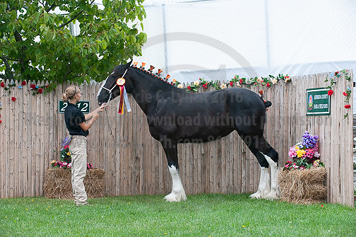ACF_2012_SCL3473