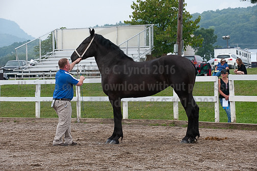 ACF_2012_SCL3177