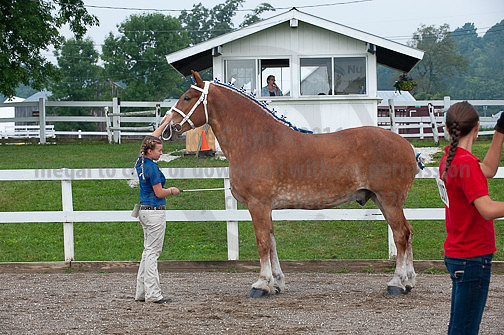ACF_2012_SCL3079
