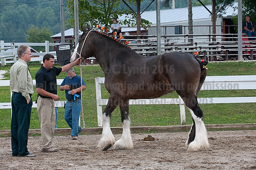 ACF_2012_SCL3340