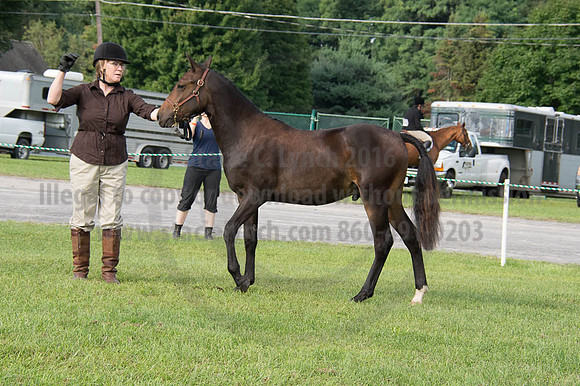 2016DCF_08252016_SCL_9568