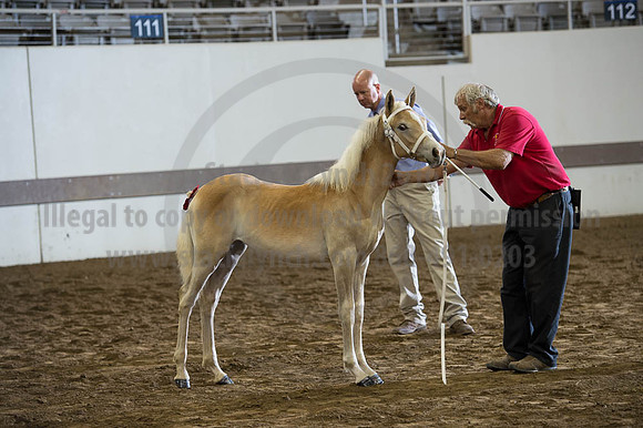 ISF_08192016_SCL_4568